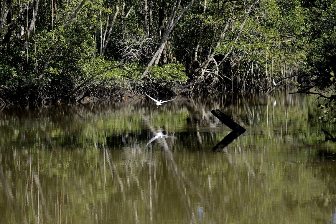 Tânia Rêgo/Agência Brasil Manguezais da Área de Proteção Ambiental (APA) de Guapi-Mirim e Estação Ecológica da Guanabara, região hidrográfica da Baía de Guanabara, Guapimirim, região metropolitana do Rio de Janeiro.