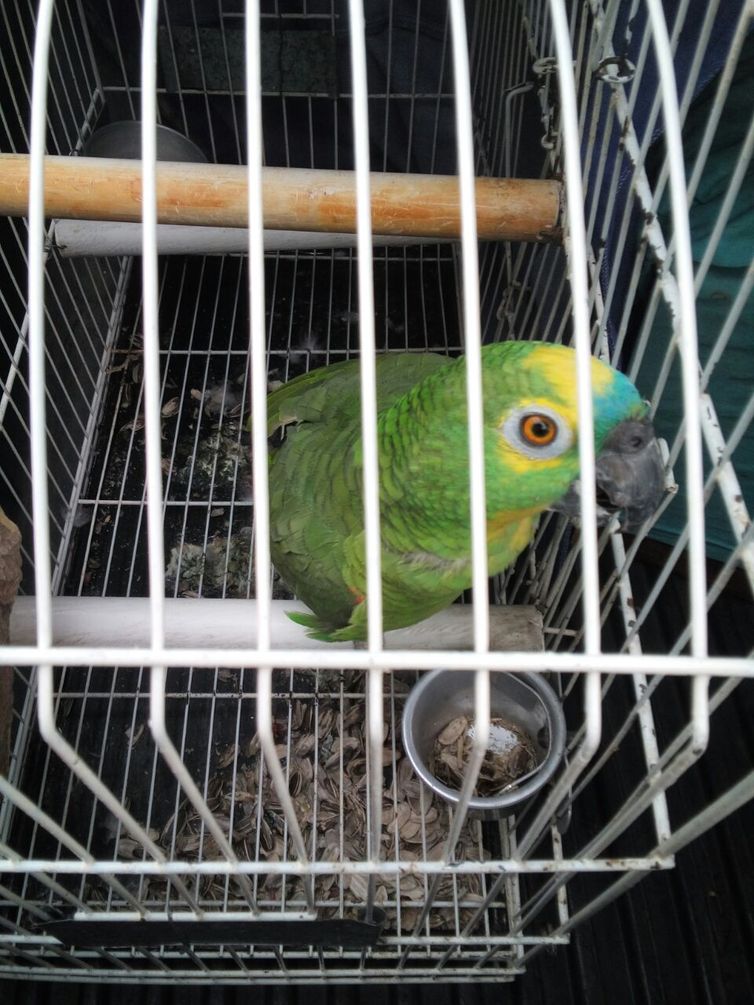 Rio de Janeiro - Papagaio encontrado em cativeiro (Divulgação/Delegacia de Proteção ao Meio Ambiente da Polícia Civil do Rio de Janeiro)