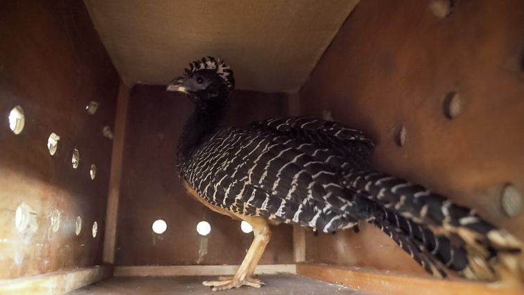 Aves nascidas em criadouro brasileiro repovoarão Mata Atlântica argentina