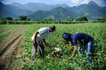 Rio de Janeiro - Colheita de batata-doce biofortificada, fornecida pela Embrapa para alguns produtores rurais de Magé-RJ alcança boa produtividade. Na foto, o agricultor Laerte Luiz da Rosa (Tomaz Silva/Agência Brasil)