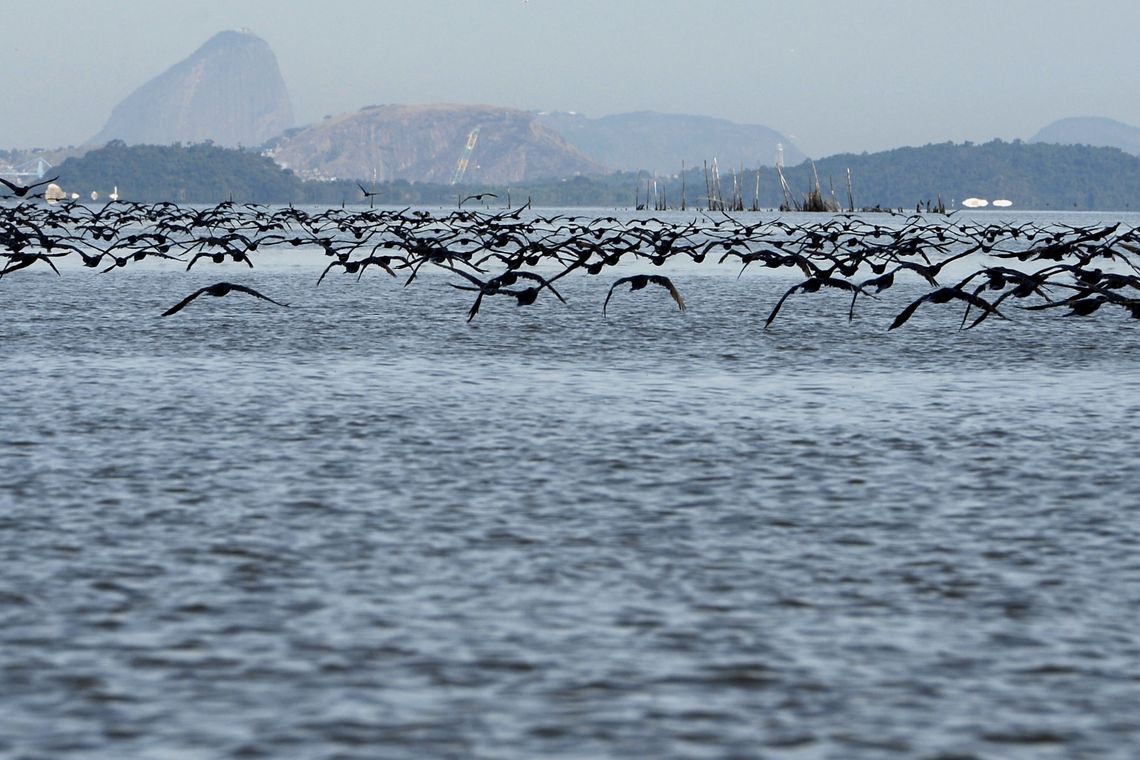 Tânia Rêgo/Agência Brasil Manguezais da Área de Proteção Ambianetal(APA) de Guapi-Mirim e Estação Ecológica da Guanabara, região hidrográfica da Baía de Guanabara. Na foto, uma revoada de biguá, uma das espécies de aves encontradas na região.