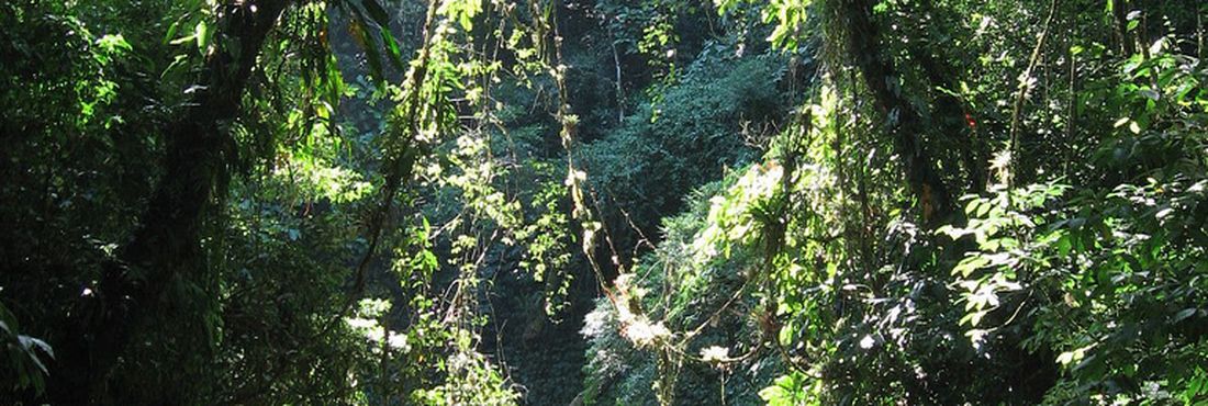 Rio na Mata Atlântica Rio na Mata Atlântica