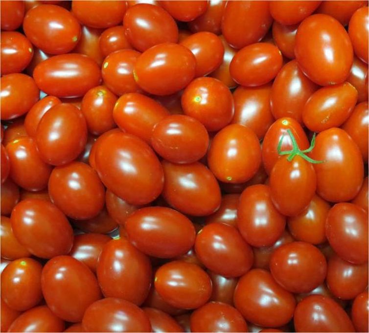 Embrapa cria novo tipo de tomate, rico em vitamina A e de cor alaranjada