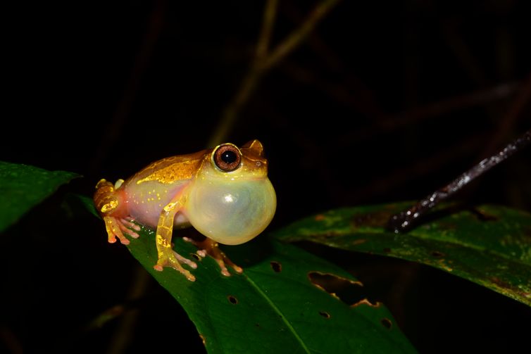 Em duas expedições à Amazônia, pesquisadores de São Paulo coletaram animais de pelo menos 12 espécies ainda não catalogadas de sapos e lagartos/Fapesp/Direitos Reservados Em duas expedições à Amazônia, pesquisadores de São Paulo coletaram animais de pelo menos 12 espécies ainda não catalogadas de sapos e lagartos