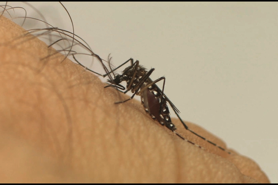 Aedes aegypti
