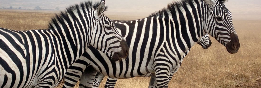 Zebra Expressão deu zebra