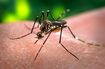O mosquito Aedes aegypt