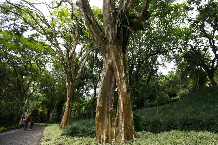 O Sítio Roberto Burle Marx, em Barra de Guaratiba, na zona oeste do Rio de Janeiro, se prepara para a nova fase da candidatura do local a Patrimônio Mundial pela Unesco.