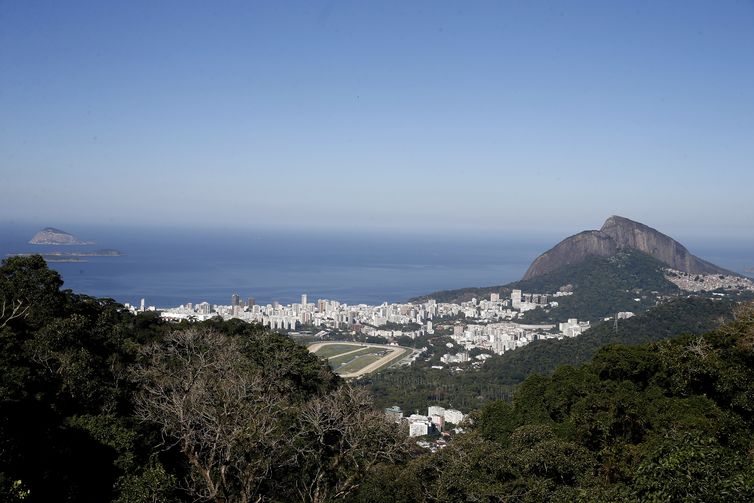 Rio de Janeiro - Oito cutias são soltas no Parque Nacional da Tijuca. A espécie foi escolhida por ser nativa e uma importante dispersora de sementes. O animal chega a enterrar os grãos para consumir depois, favorecendo a restauração florestal.