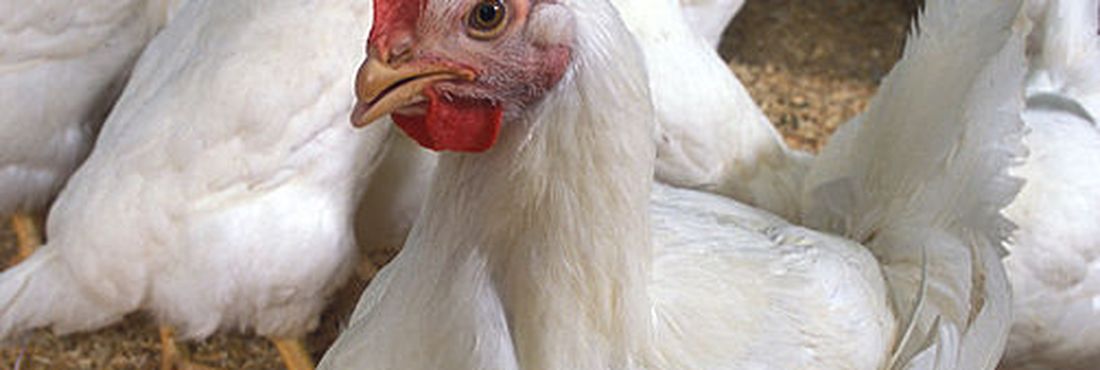 Ao contrário do que pensam 72% dos brasileiros, frango não tem hormônio Frango
