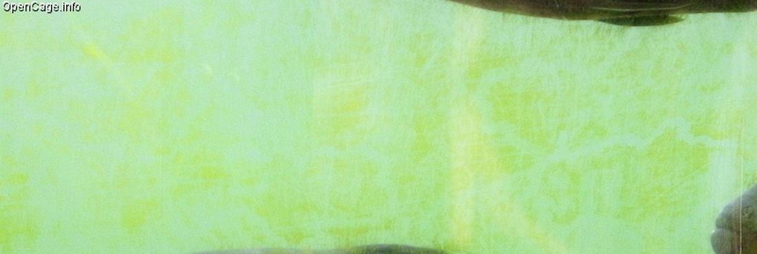 Piscicultores já podem criar tambaqui no Rio Tocantins Peixe Tambaqui