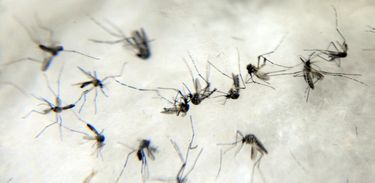 Mosquito Aedes aegypti 