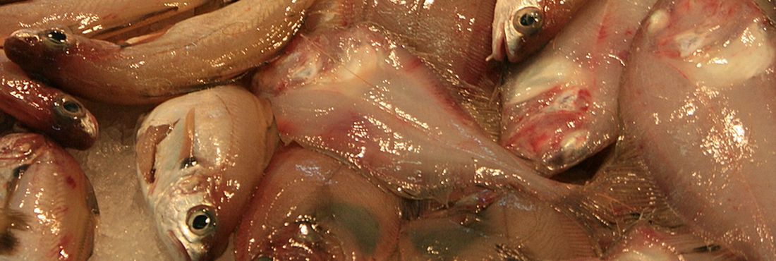 Campanha incentiva o consumo de peixe no país Consumo de peixe no Brasil ainda não é o ideal.