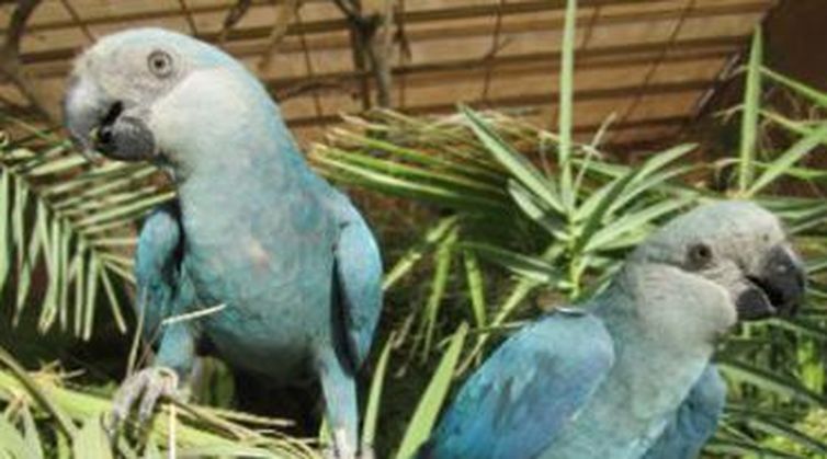 ararinha-azul está extinta em seu habitat natural