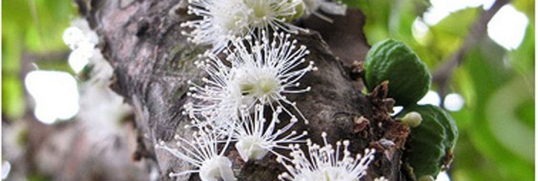 Jabuticaba Jabuticabeira