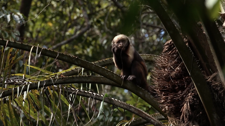Macaco Prego na Reserva Biológica de Una