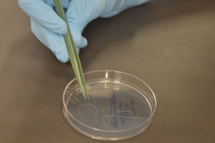 A fabricação de teias de aranha em laboratório é realidade para pesquisadores brasileiros, que, no futuro, podem também fazê-las crescer em plantas (Wilson Dias/Agência Brasil)