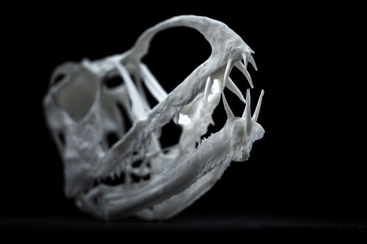 Crânio de Caelestiventus hanseni impresso em 3D.