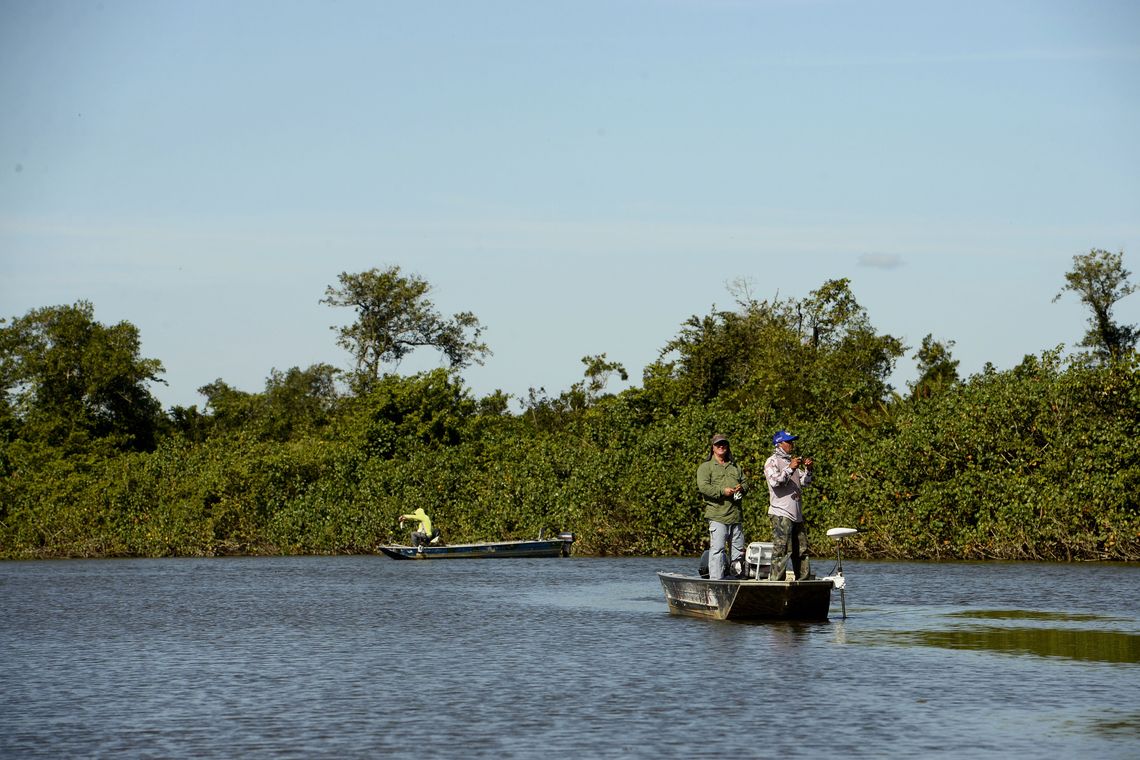 Manguezais da Área de Proteção Ambiental (APA) de Guapi-Mirim e Estação Ecológica da Guanabara, região hidrográfica da Baía de Guanabara.