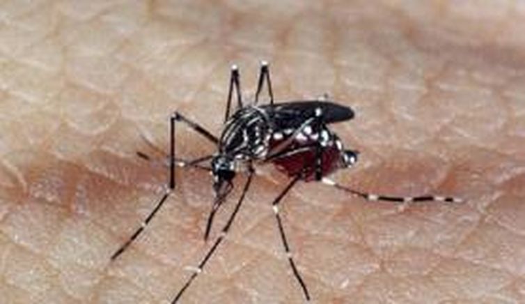 aedes dengue 0 - Pelo menos 327 crianças morreram por zika desde outubro de 2015