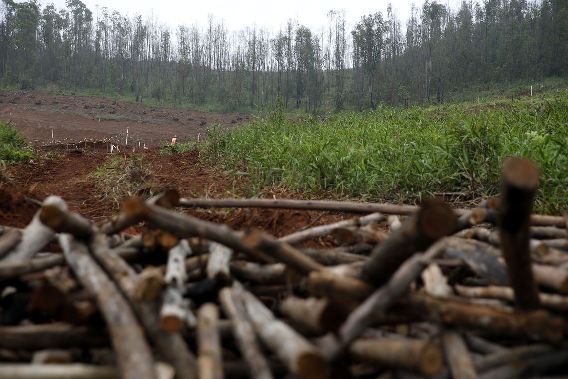 Tânia Rêgo/Agência Brasil Canteiro de obras da Nova Bento Rodrigues. Na foto, eucalipto retirado da área e que está sendo armazenado para ser utilizado pelos futuros moradores.