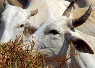 gado boi vaca rebanho