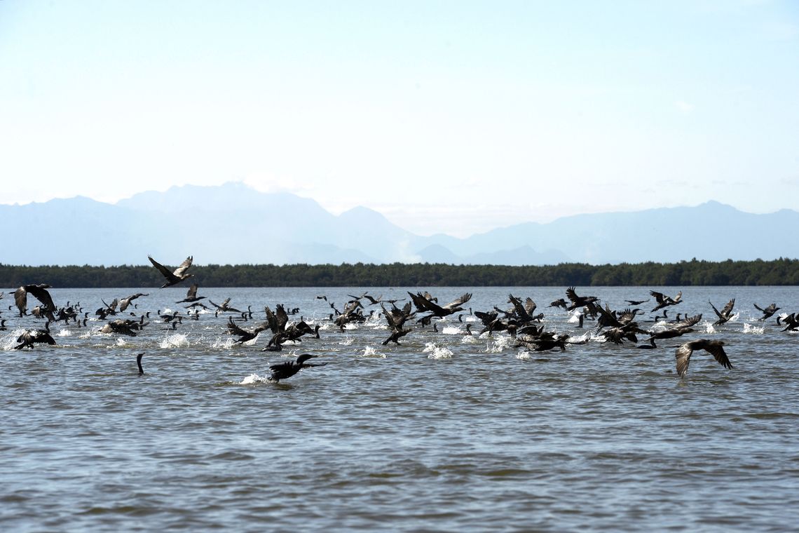 Tânia Rêgo/Agência Brasil Manguezais da Área de Proteção Ambianetal(APA) de Guapi-Mirim e Estação Ecológica da Guanabara, região hidrográfica da Baía de Guanabara. Na foto, uma revoada de biguá, uma das espécies de aves encontradas na região.