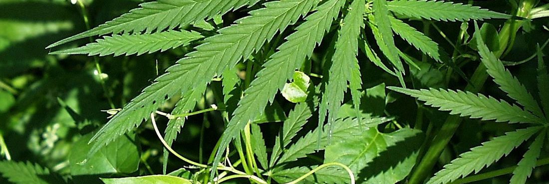 Maconha 2 Maconha
