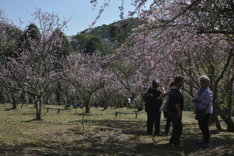 Bosque das Cerejeiras no Parque do Carmo, em Itaquera, zona leste de São Paulo.