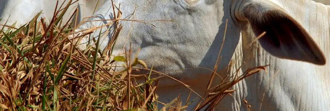pecuária bois vacas pecuária bois vacas