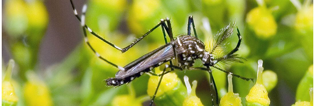 Aedes Aegypti Mosquito da dengue