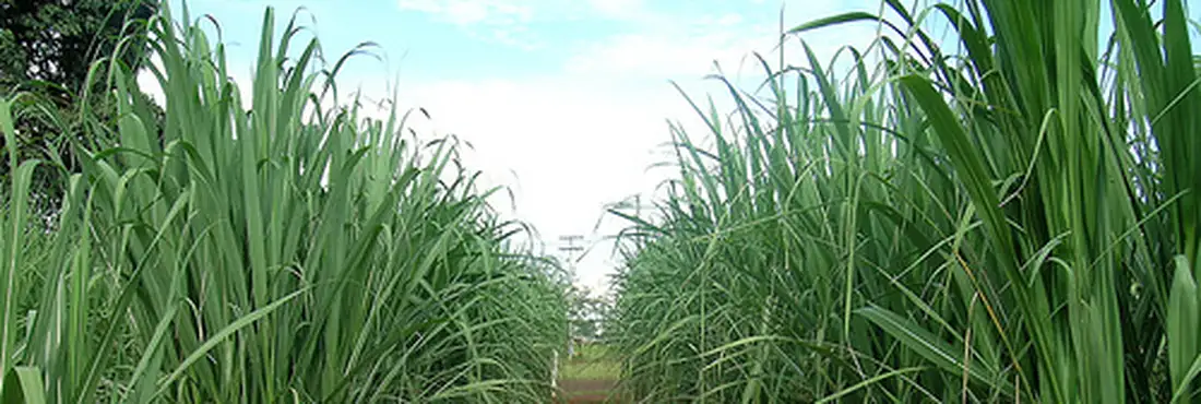 Quantidade de cana-de-açúcar processada em 2012 supera a do ano passado Plantação de cana de açúcar