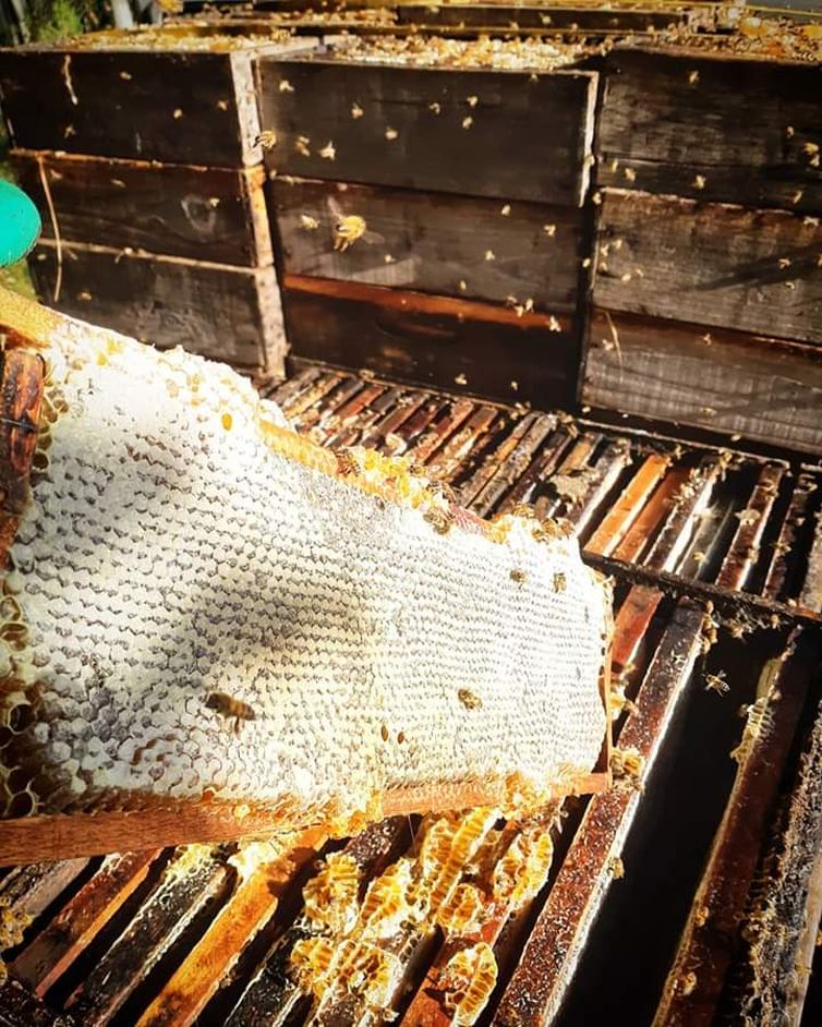 img 20190425 wa0018 - Agrotóxicos encurtam vida e mudam comportamento das abelhas