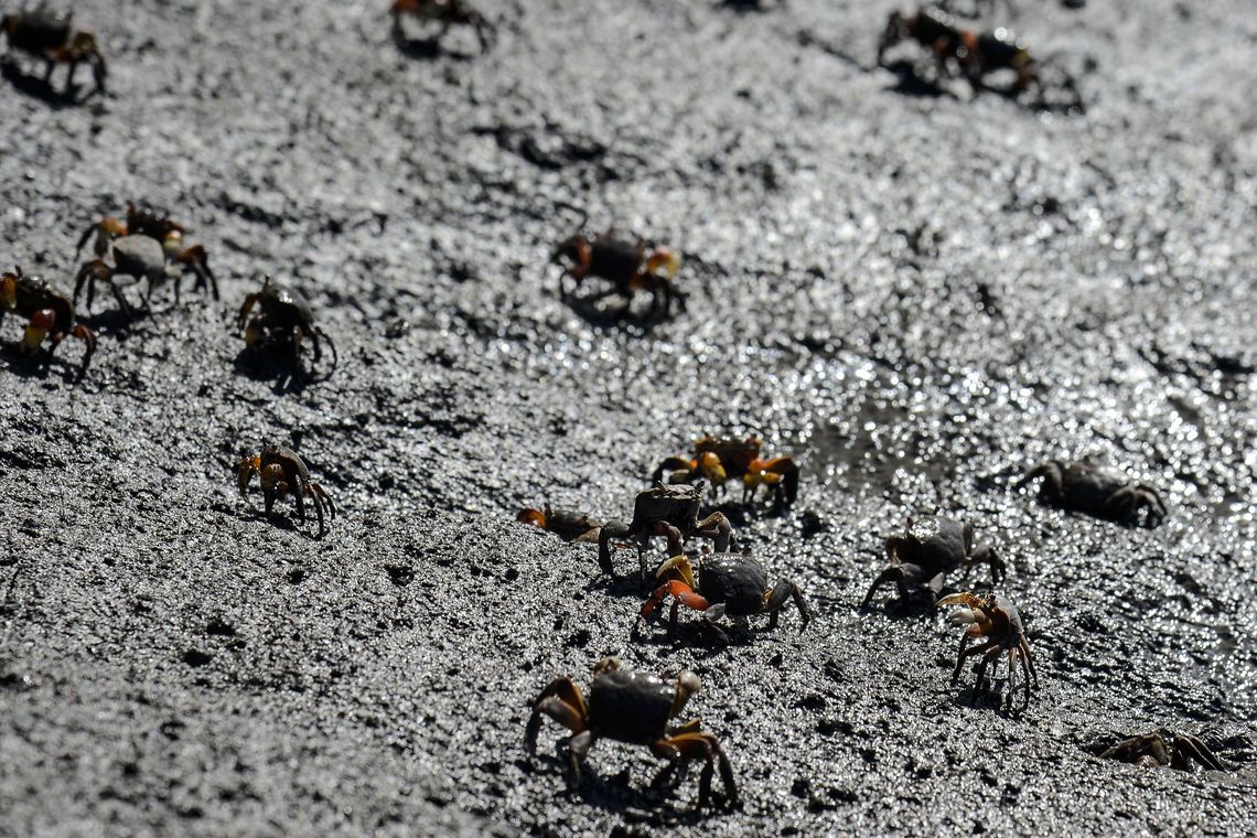 Tânia Rêgo/Agência Brasil Manguezais da Área de Proteção Ambiental (APA) de Guapi-Mirim e Estação Ecológica da Guanabara, região hidrográfica da Baía de Guanabara, Guapimirim, região metropolitana do Rio de Janeiro.