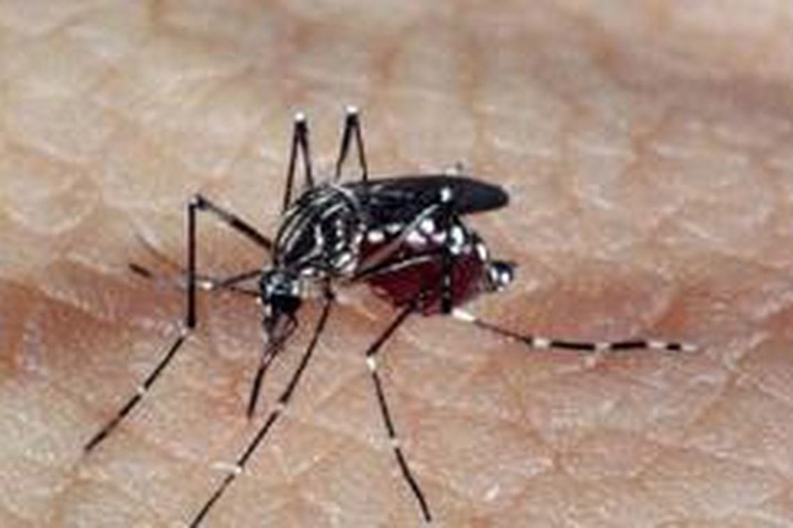aedes_dengue.jpg/Arquivo Agência Brasil aedes_dengue.jpg