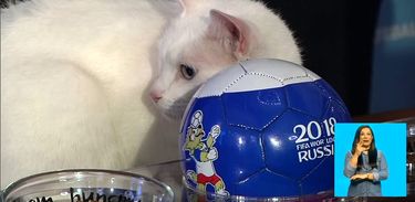 Aquiles, o gato vidente, acerta vitória do Brasil sobre Costa Rica