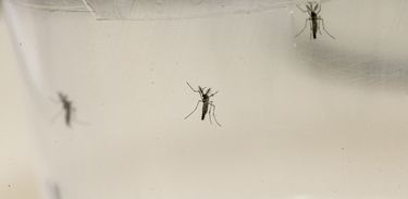 Aedes aegypti/Marcos Santos/USP Imagens Aedes aegypti