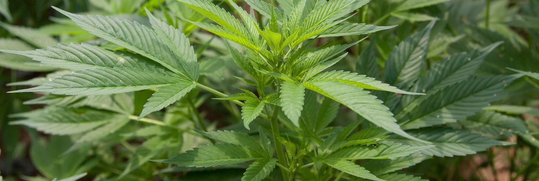 Plantação de maconha na Colômbia Plantação de maconha na Colômbia