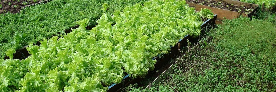 Horta orgânica Plantação de hortaliças orgânicas