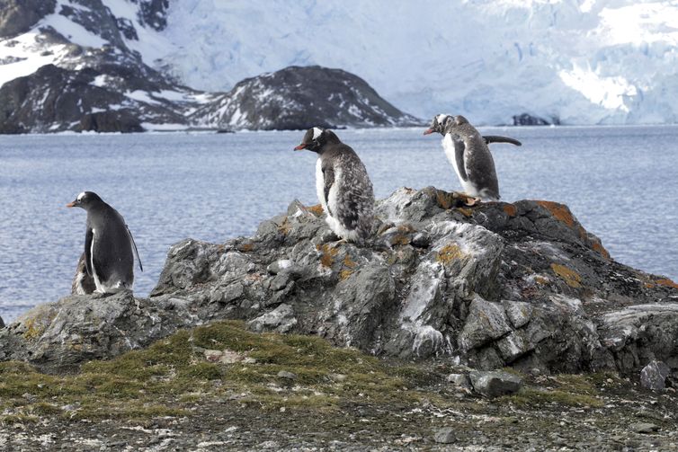 Estação Antártica Comandante Ferraz é uma base antártica pertencente ao Brasil localizada na ilha do Rei George, a 130 quilômetros da Península Antártica, na baía do Almirantado, na Antártida. Na foto, Pinguins.