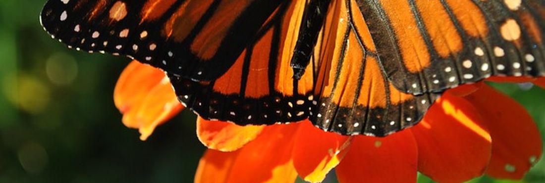 Borboleta Borboletas pertencem à ordem das lepdopteras
