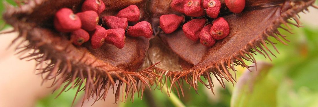 Urucum