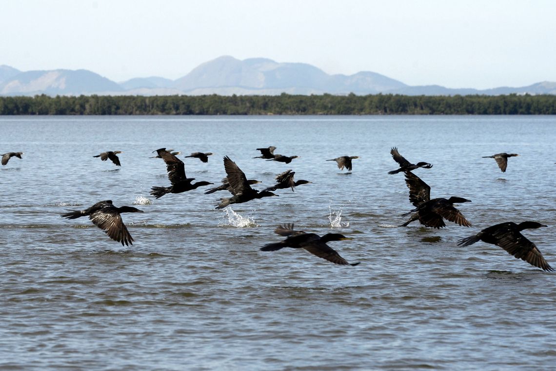 Tânia Rêgo/Agência Brasil Manguezais da Área de Proteção Ambiental (APA) de Guapi-Mirim e Estação Ecológica da Guanabara, região hidrográfica da Baía de Guanabara. Na foto, uma revoada de biguá, uma das espécies de aves encontradas na região.
