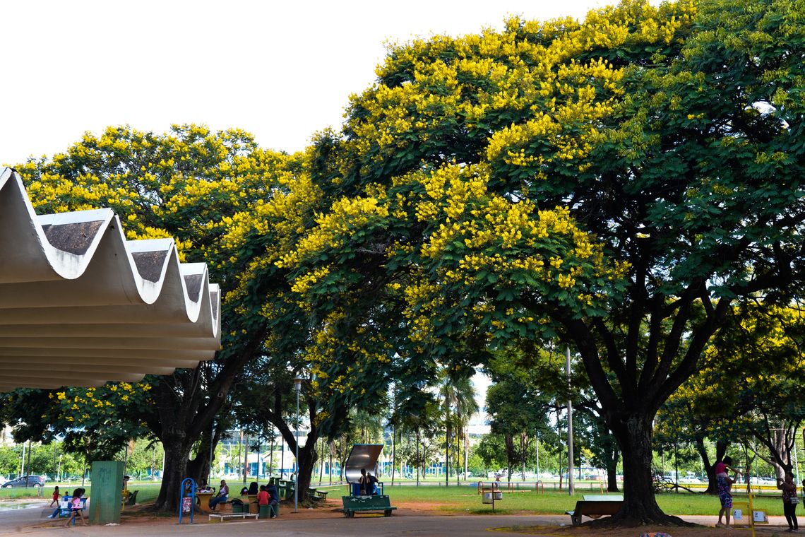 Valter Campanato/Agência Brasil Brasília, Sibipiruna, Árvores, Natureza, Caesalpinia peltophoroides, Agência Brasil