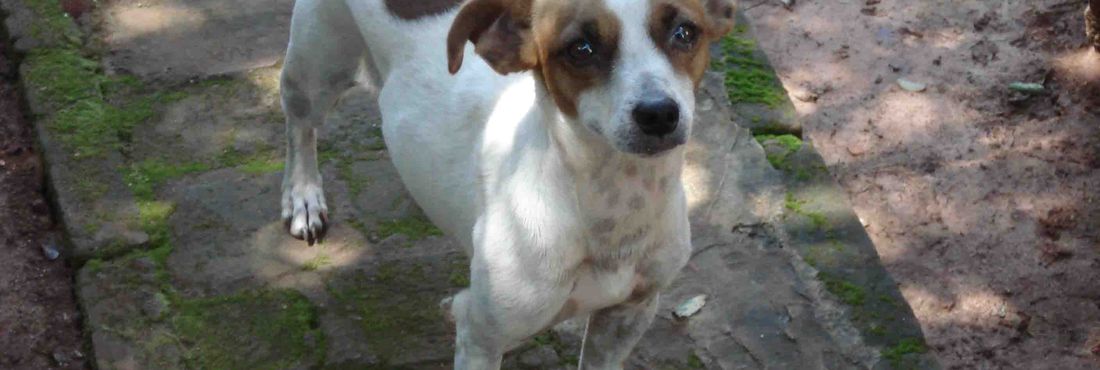 cachorro cachorro