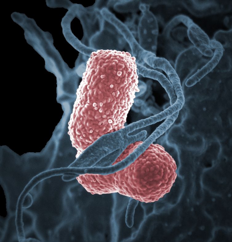 a_human_neutrophil_interacting_with_klebsiella_pneumoniae_pink_a_multidrug-resistant_bacterium_that_causes_severe_hospital_infections._credit-_niaid_attribution_2.0_generic_cc_by_2.0_1.jpg?itok=RdlMKyG2&profile=RESIZE_710x