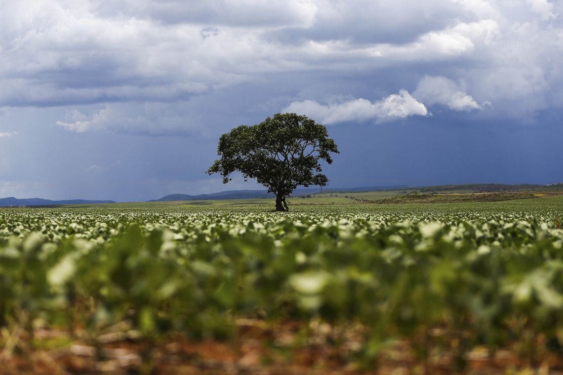 Alto Paraíso (GO) - Plantação de soja em área do município de Alto Paraíso mostra o avanço da fronteira agrícola na região da Chapada dos Veadeiros (Marcelo Camargo/Agência Brasil)