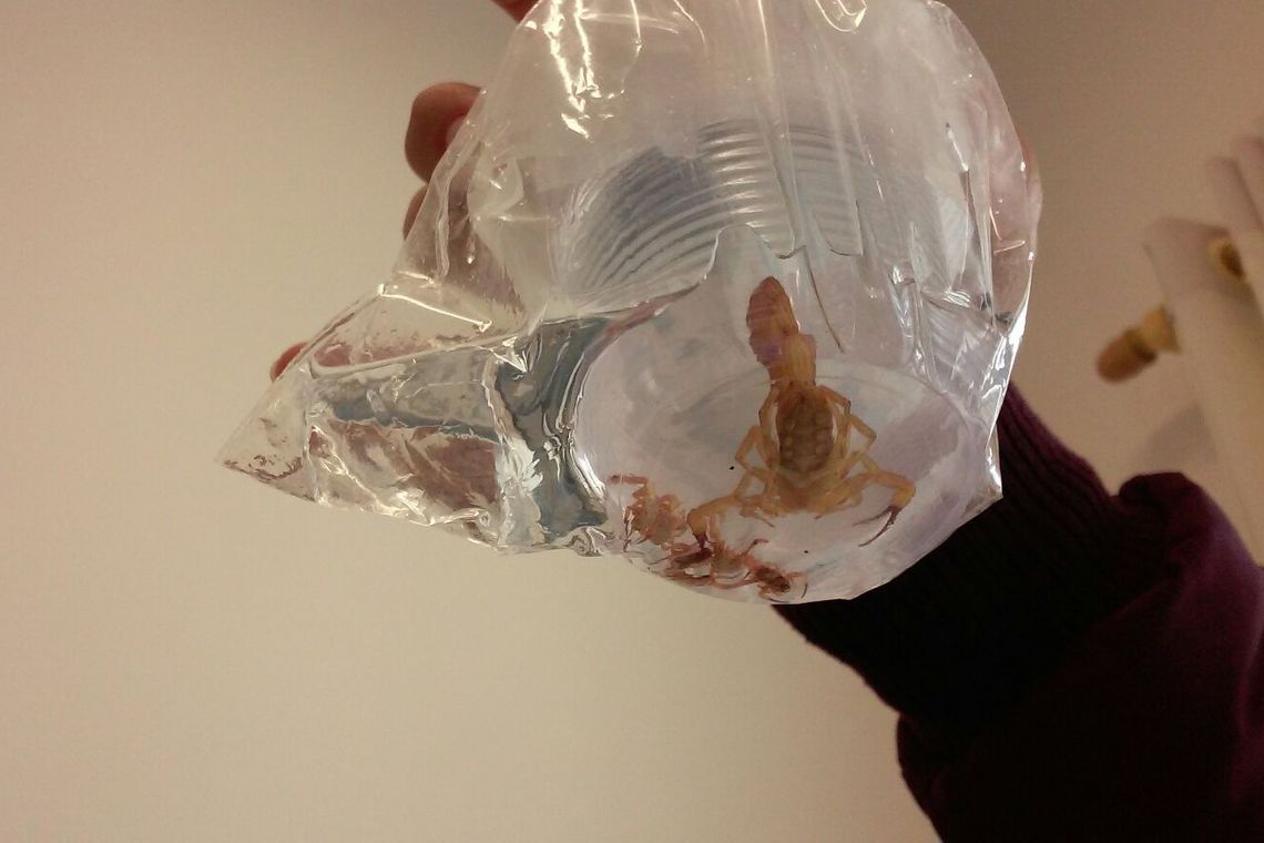 Escorpião encontrado no local onde estava armazenada a merenda que seria servida a estudantes