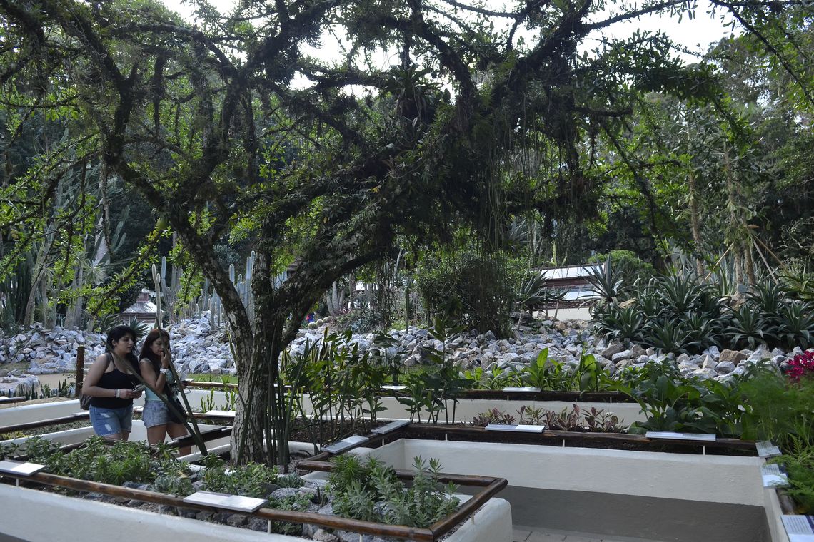 Tomaz Silva/Agência Brasil Jardim Botânico do Rio de Janeiro reabriu hoje (30) o Jardim Sensorial, espaço que oferece um conjunto de plantas com diferentes texturas e aromas, que os visitantes podem tocar e cheirar (Tomaz Silva/Agência Brasil)