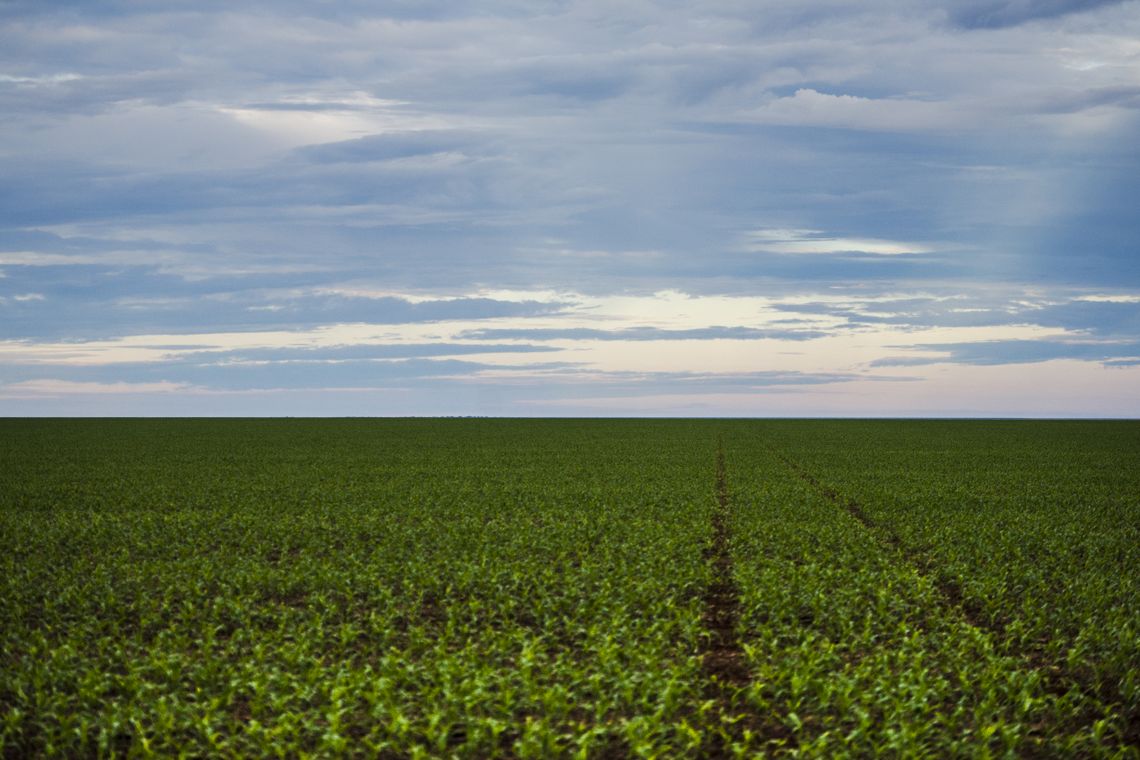 Área de plantação de soja próxima ao município de Brasnorte, noroeste de Mato Grosso. (Marcelo Camargo/Agência Brasil)